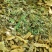 大叶瓜子金野生来回马中草药草干中药材勒马回银不换瓜子草辰