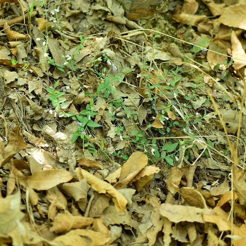 大叶瓜子金野生来回马中草药草干中药材勒马回银不换瓜子草辰