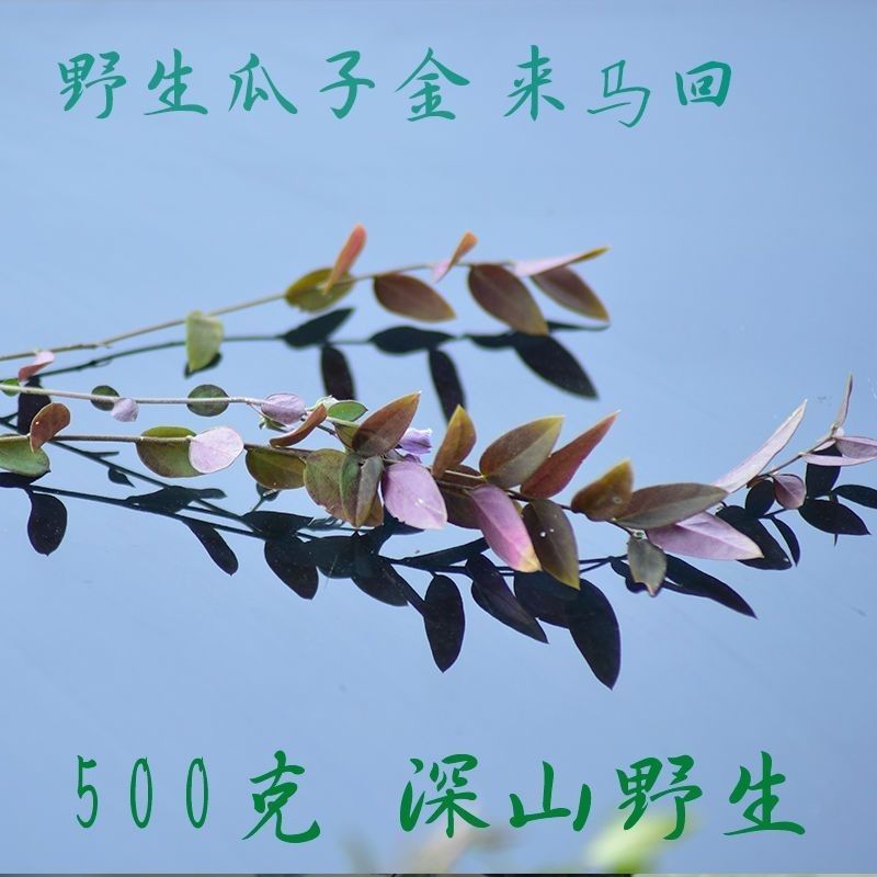 大叶瓜子金野生来回马中草药草干中药材勒马回银不换瓜子草辰