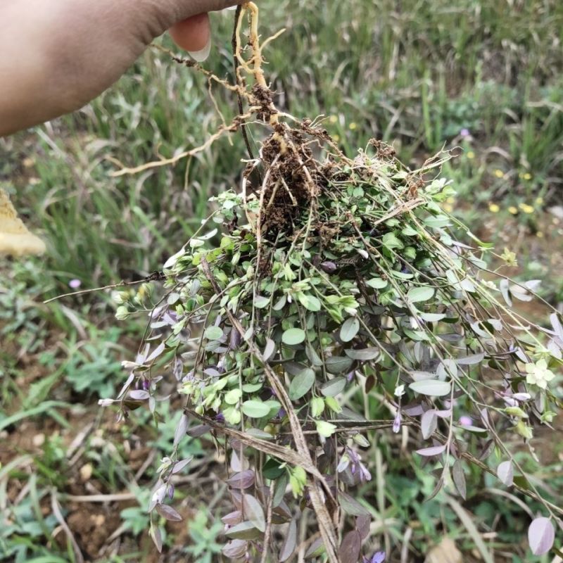 大叶瓜子金野生来回马中草药草干中药材勒马回银不换瓜子草辰