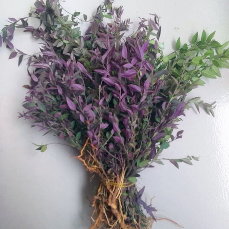 大叶瓜子金野生来回马中草药草干中药材勒马回银不换瓜子草辰