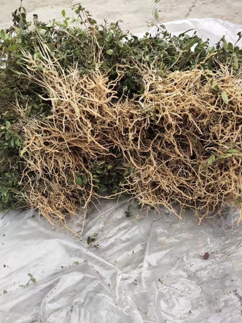 大叶瓜子金野生来回马中草药草干中药材勒马回银不换瓜子草辰