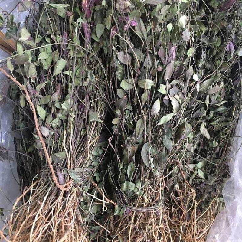 大叶瓜子金野生来回马中草药草干中药材勒马回银不换瓜子草辰