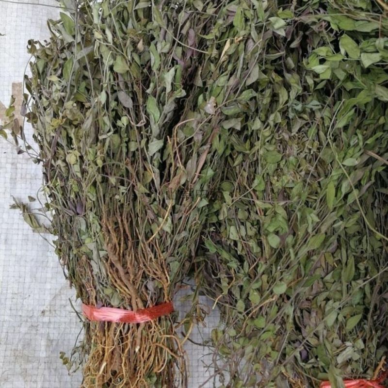 大叶瓜子金野生来回马中草药草干中药材勒马回银不换瓜子草辰