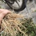 大叶瓜子金野生来回马中草药草干中药材勒马回银不换瓜子草辰