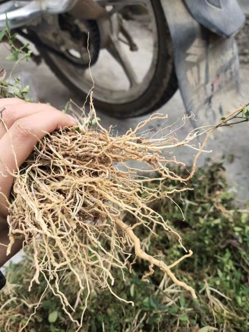大叶瓜子金野生来回马中草药草干中药材勒马回银不换瓜子草辰