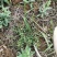 大叶瓜子金野生来回马中草药草干中药材勒马回银不换瓜子草辰