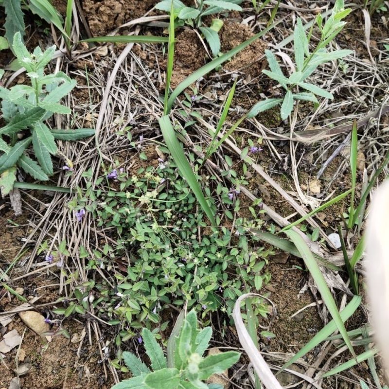 大叶瓜子金野生来回马中草药草干中药材勒马回银不换瓜子草辰