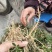 大叶瓜子金野生来回马中草药草干中药材勒马回银不换瓜子草辰