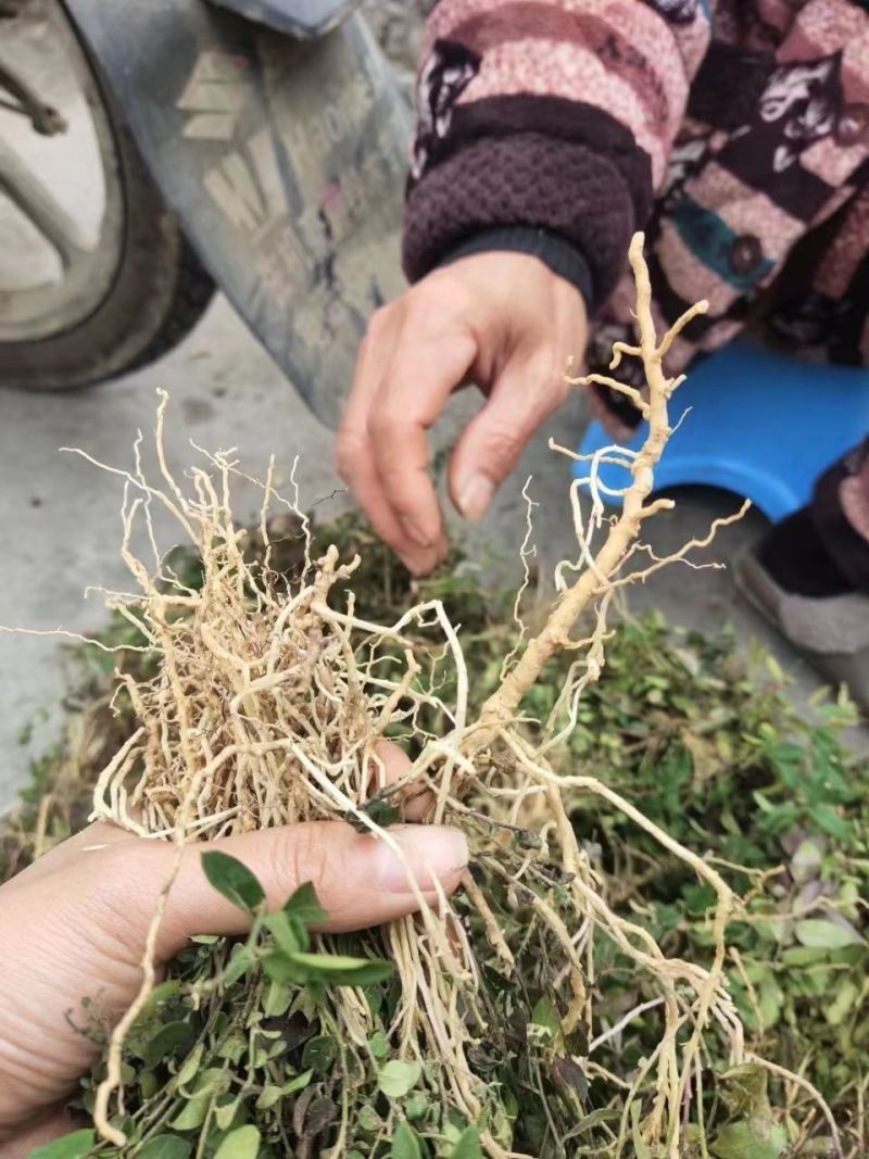 大叶瓜子金野生来回马中草药草干中药材勒马回银不换瓜子草辰