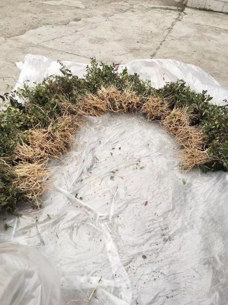 大叶瓜子金野生来回马中草药草干中药材勒马回银不换瓜子草辰