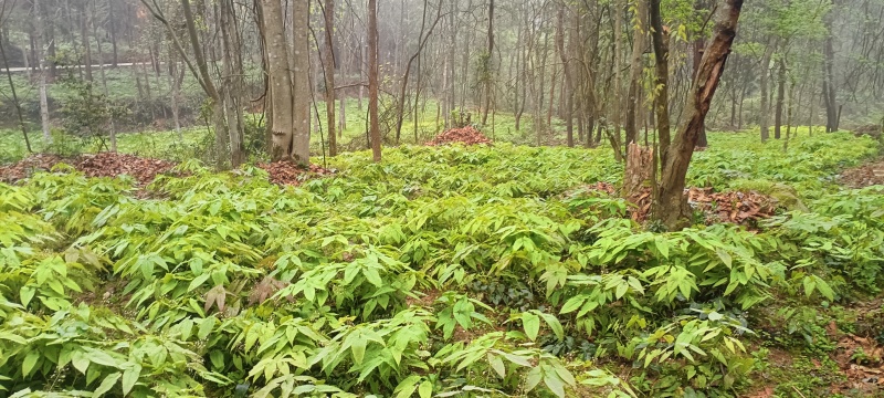 高山淫羊藿药材