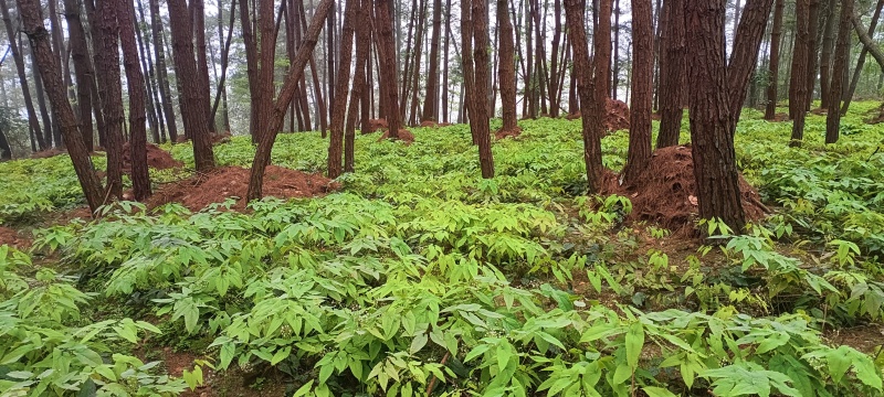 高山淫羊藿药材