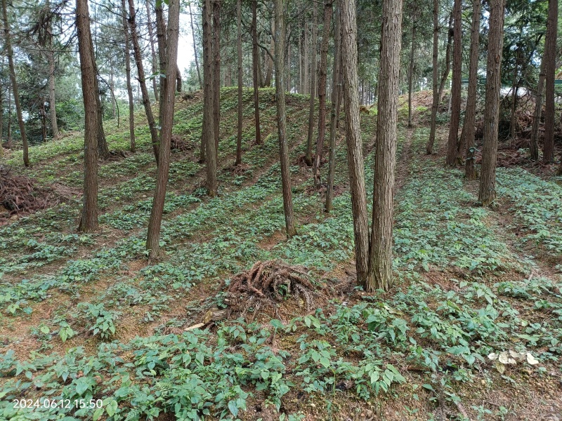 高山淫羊藿药材