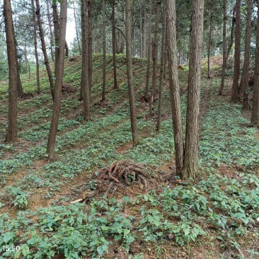 高山淫羊藿药材