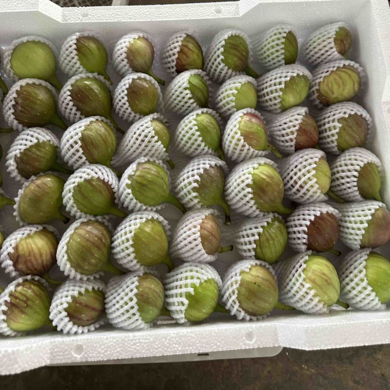 波姬红无花果