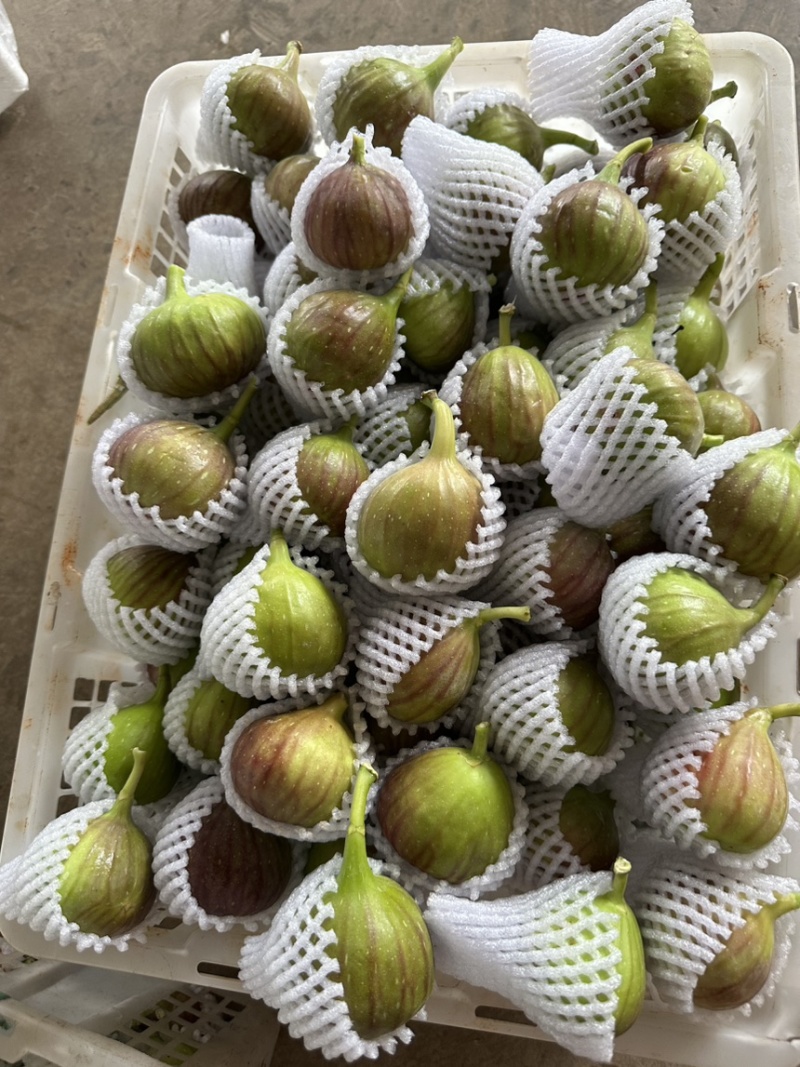 波姬红无花果