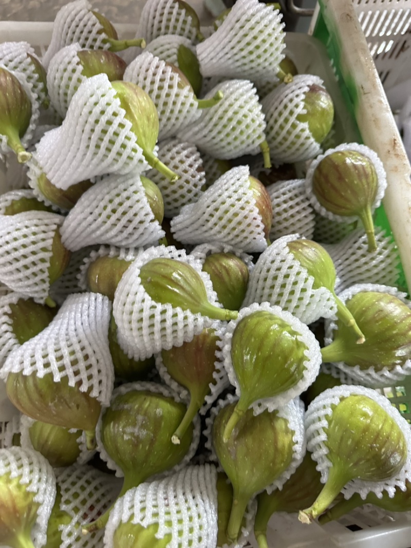 波姬红无花果