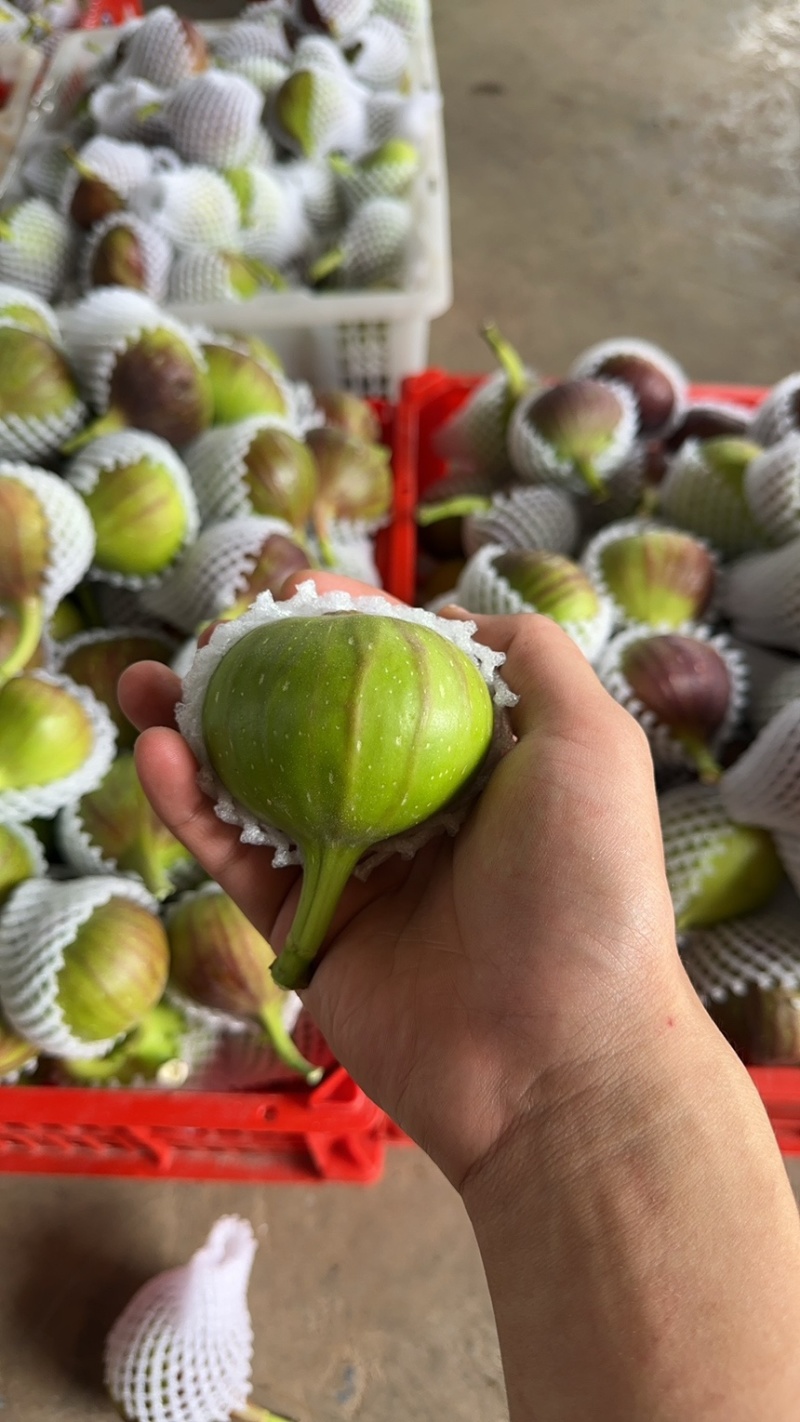 波姬红无花果