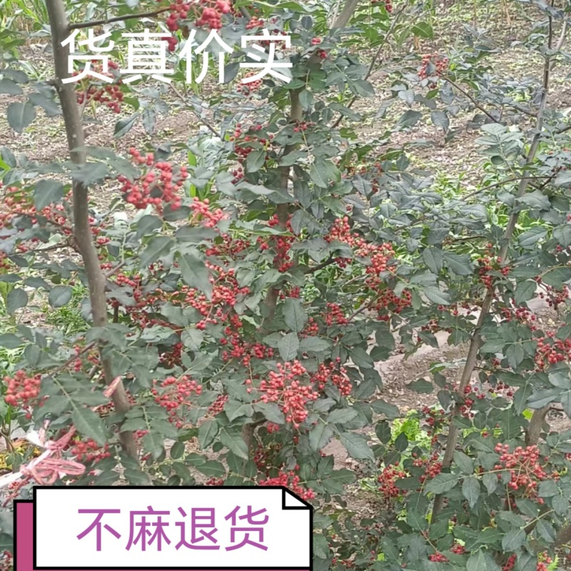 甘肃特麻六月梅花椒产地批发