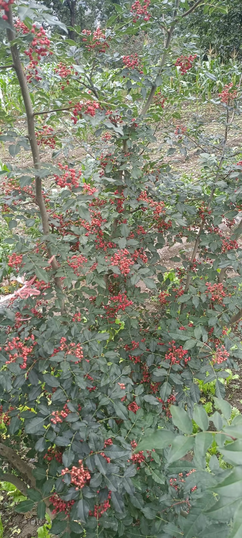 甘肃特麻六月梅花椒产地批发