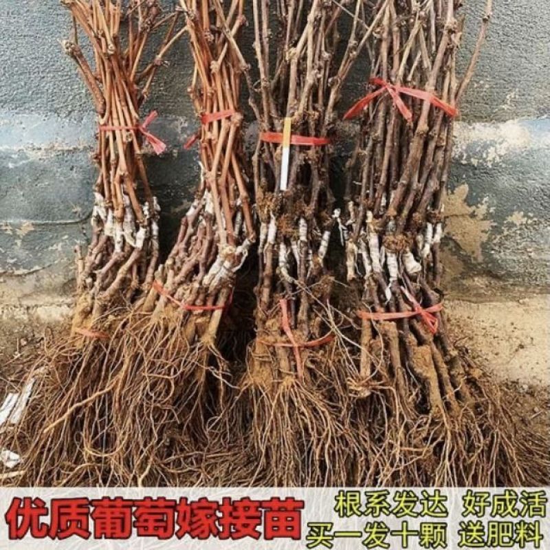 果园直销葡萄苗早熟巨峰藤稔乒乓球夏黑果苗包品种成活率