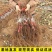 果园直销葡萄苗早熟巨峰藤稔乒乓球夏黑果苗包品种成活率