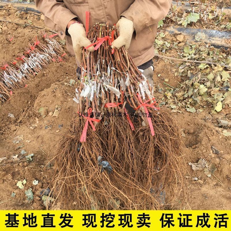 果园直销葡萄苗早熟巨峰藤稔乒乓球夏黑果苗包品种成活率