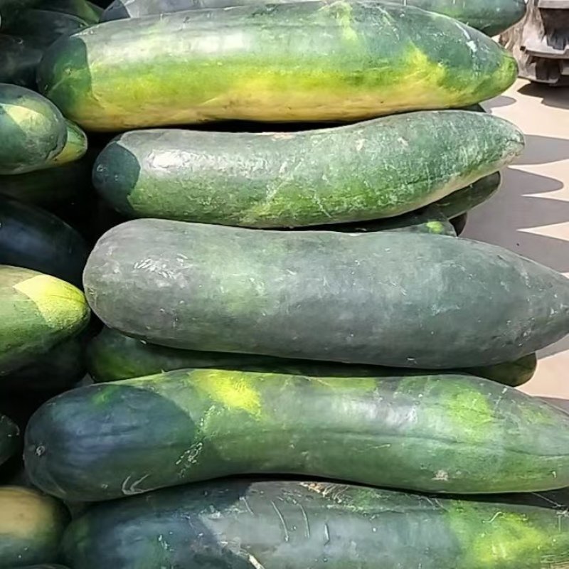 精品湖北麦茬地黑皮冬瓜，皮毛好，条形好