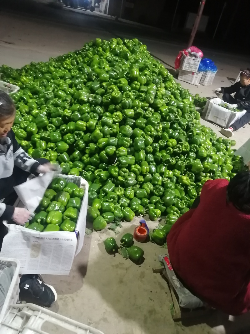 山西圆椒大量上市，欢迎客商前来采购，提供优质的服务。