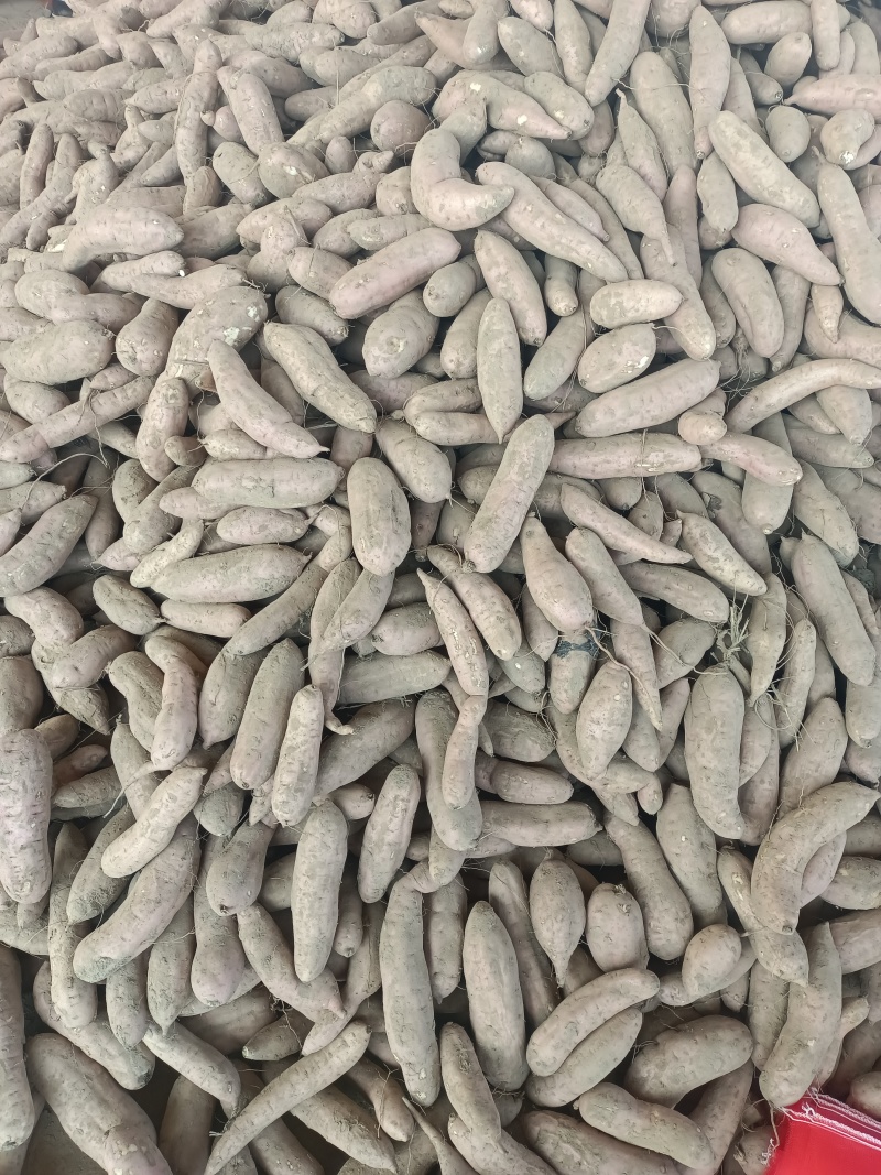 纯沙土地种植白哈密，口感香甜软糯产地直发