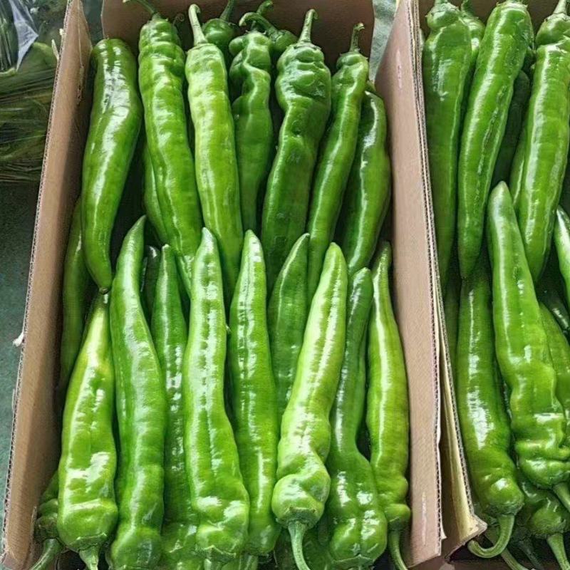 杭椒，牛椒，线椒，螺丝椒，小米椒，各种椒类