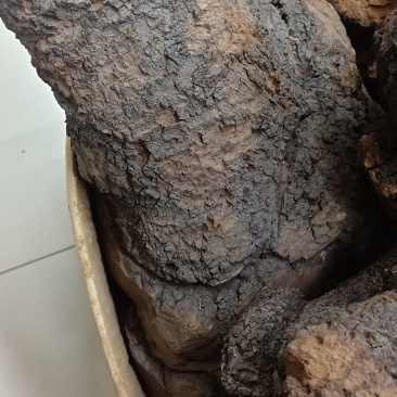 桦树茸
