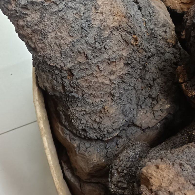 桦树茸