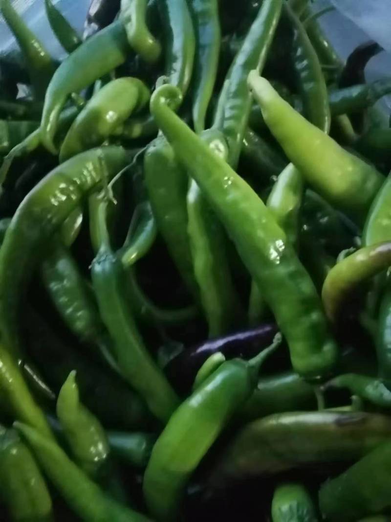 杭椒，牛椒，线椒，螺丝椒，小米椒，各种椒类
