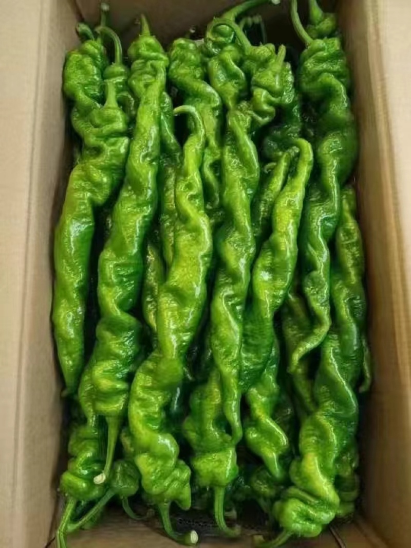 杭椒，牛椒，线椒，螺丝椒，小米椒，各种椒类