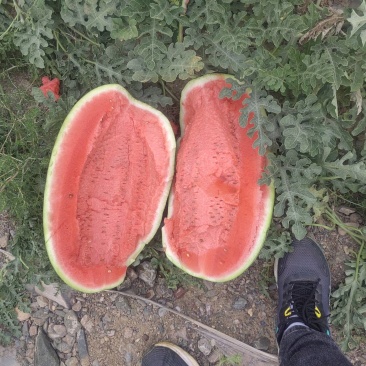 宁夏硒砂瓜大量供应价格不高，有需要的联系我
