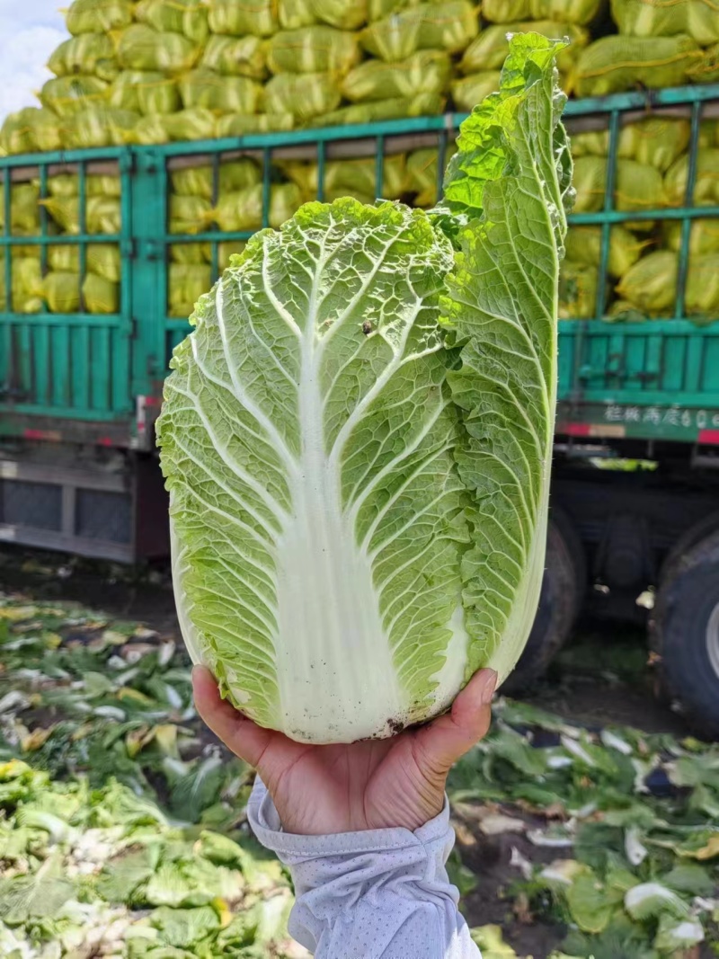 黄心，大白菜