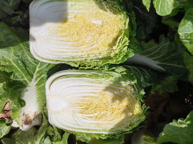 黄心，大白菜