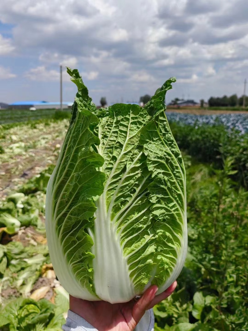 黄心，大白菜