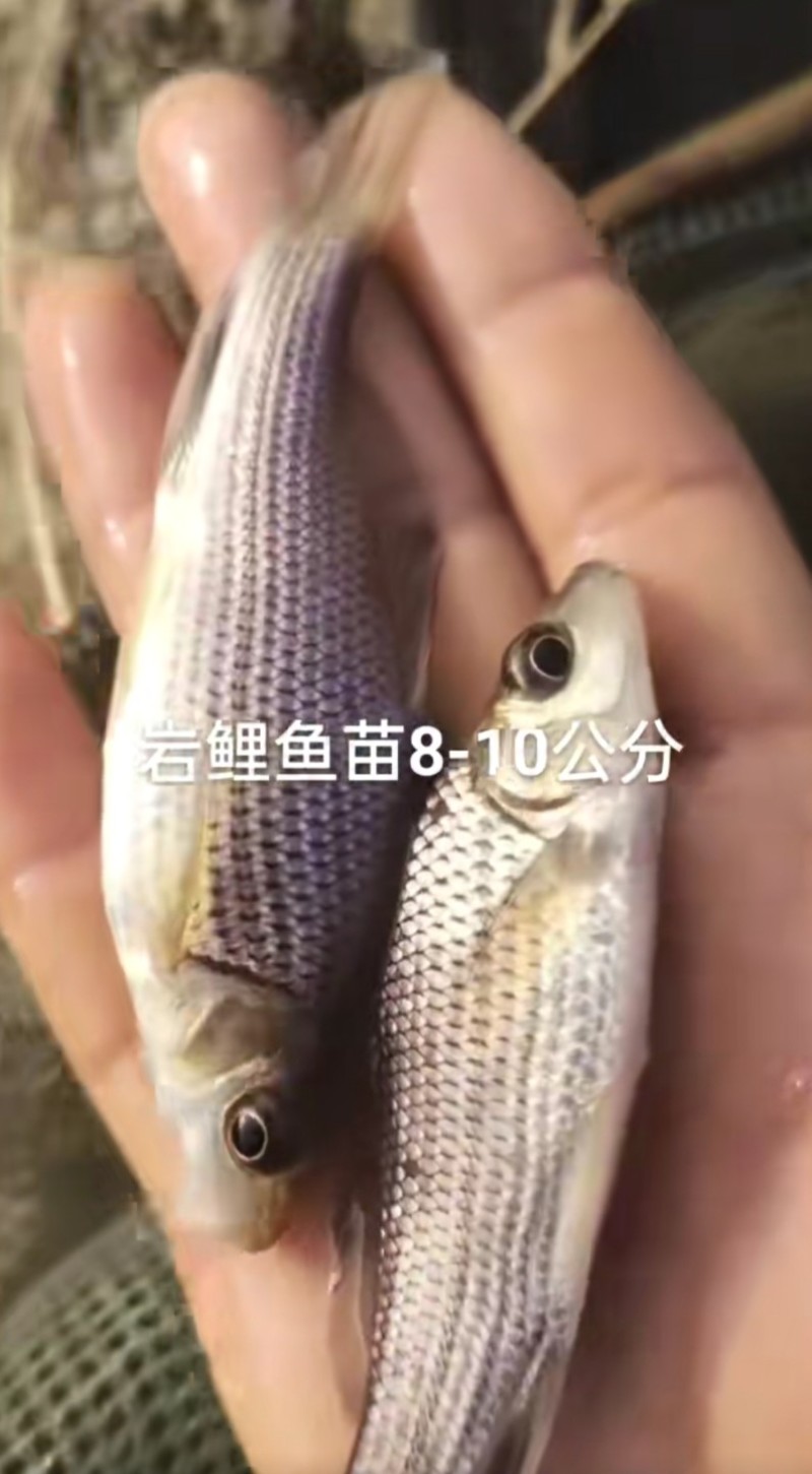 岩原鲤鱼苗墨鲤特种鱼苗抗病能力强成活率高