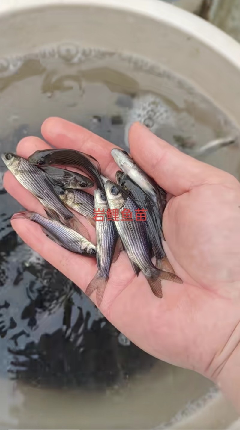岩原鲤鱼苗墨鲤特种鱼苗抗病能力强成活率高