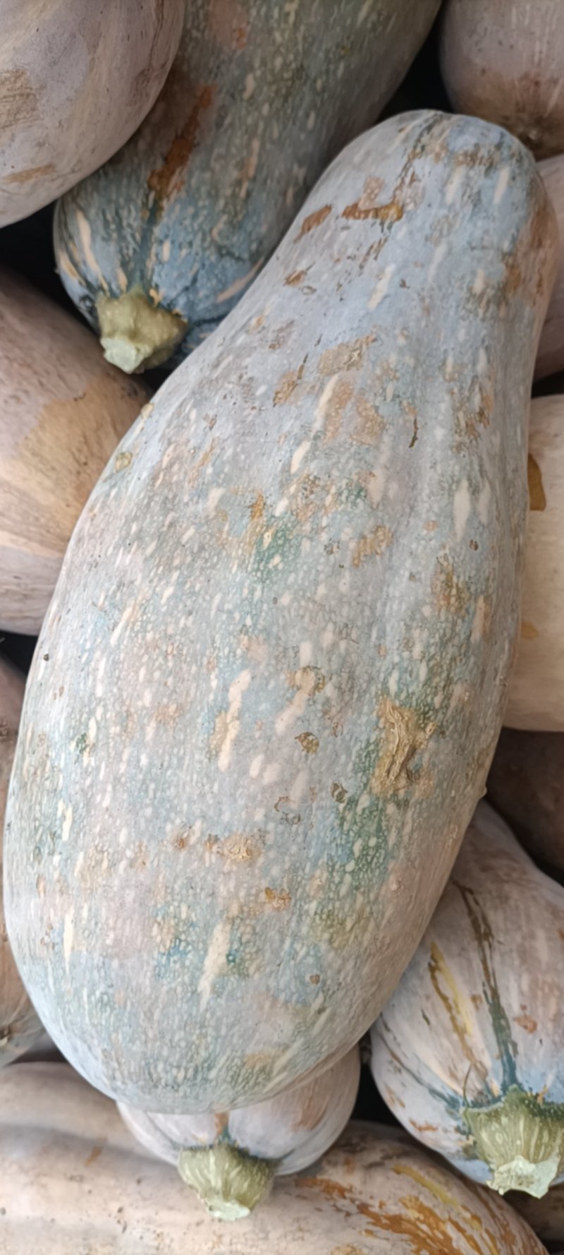 浙江，蜜本南瓜大量供应