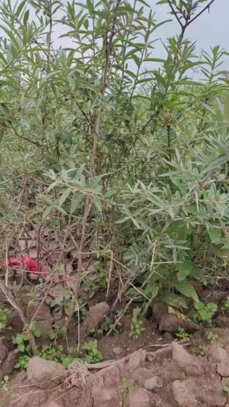 精品沙棘苗沙棘杯苗品质好成活高现挖现发量大从优