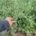 精品沙棘苗沙棘杯苗品质好成活高现挖现发量大从优
