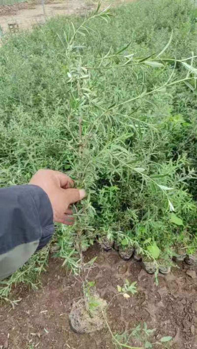 精品沙棘苗沙棘杯苗品质好成活高现挖现发量大从优