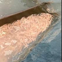 红眼鳕鱼草食性鱼类抗病能力强一年能长几斤