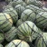 美都西瓜🍉、口感甜、糖度高、无奇型、代发全国各地