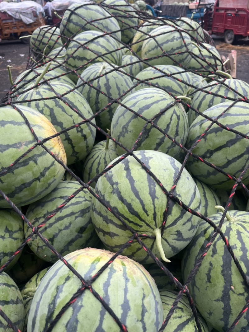 美都西瓜🍉、口感甜、糖度高、无奇型、代发全国各地