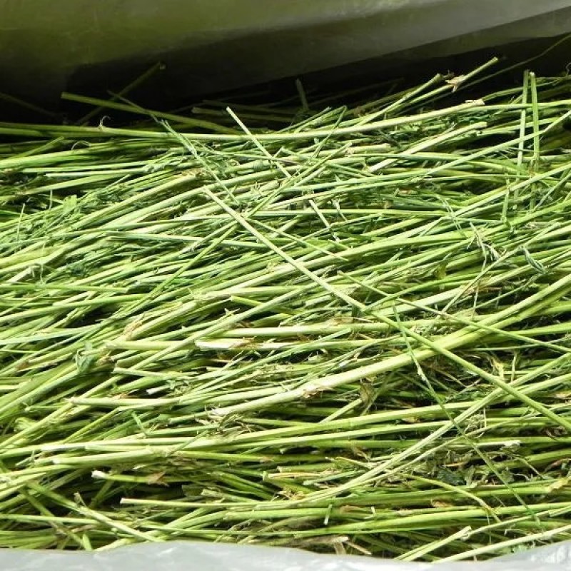 2024年精品烘干宠物苜蓿草有草杆纯苜蓿草叶子支持批发零